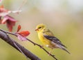 American Goldfinch Spinus Tristis female perched Royalty Free Stock Photo