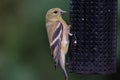 American goldfinch Spinus tristis is a granivore, and often found in residental areas, attracted by bird feeders. They have