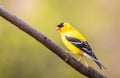 American Goldfinch Spinus Tristis male perched