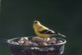 American Goldfinch sitting at a feeder