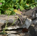 The American goldfinch Spinus tristis Royalty Free Stock Photo