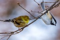 American Goldfinch Spinus tristis watching a Black-capped chickadee Poecile atricapillus swing off a tree limb during autumn.
