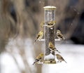 American Goldfinch - Spinus tristis Royalty Free Stock Photo