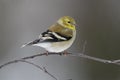 American Goldfinch in winter plumage - Grand Bend, Ontario, Canada Royalty Free Stock Photo