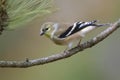 American Goldfinch Spinus tristis in winter plumage Royalty Free Stock Photo