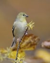 American Goldfinch Spinus tristis in winter plumage Royalty Free Stock Photo