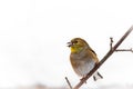 Male American Goldfinch sitting on a branch eating a seed Royalty Free Stock Photo