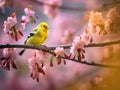 American Goldfinch in Spring Season Royalty Free Stock Photo