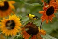 American Goldfinch with sunflowers Raleigh North Carolina