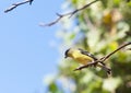 American Goldfinch on Tree Branch Royalty Free Stock Photo