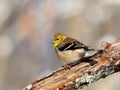 American Goldfinch in winter Royalty Free Stock Photo