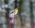 American goldfinch in winter Royalty Free Stock Photo