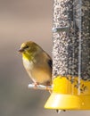 American Goldfinch in Winter Plumage Royalty Free Stock Photo