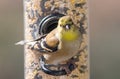 American Goldfinch in Winter Plumage Royalty Free Stock Photo