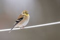 a American Goldfinch Winter Plumage with a blurred background Royalty Free Stock Photo