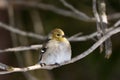 American Goldfinch with winter plumage Royalty Free Stock Photo