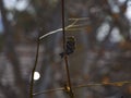 American Goldfinch in Winter plumage perched and facing away Royalty Free Stock Photo