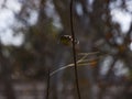 American Goldfinch in Winter plumage perched and facing camera Royalty Free Stock Photo