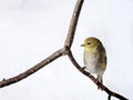 American Goldfinch Bird in Winter Plumage Royalty Free Stock Photo