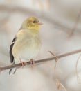 American Goldfinch in Winter Tree Soft Focus Royalty Free Stock Photo