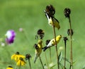 American Goldfinches on Coneflower Stalks Royalty Free Stock Photo
