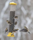 American Goldfinches Feeding on a Winters Day