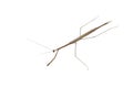 American Grass Mantis, Isolated
