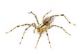 American grass spider - a genus of funnel weaver arachnid in the Agelenopsis sp genus. They construct a non sticky sheet of silk