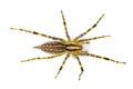 American grass spider - a genus of funnel weaver arachnid in the Agelenopsis sp genus. They construct a non sticky sheet of silk