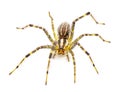American grass spider - a genus of funnel weaver arachnid in the Agelenopsis sp genus. They construct a non sticky sheet of silk