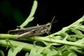 American Grasshopper On Branch, Schistocerca Americana, Satara