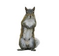 American Gray Squirrel Royalty Free Stock Photo