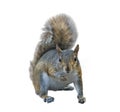 American gray squirrel on white background