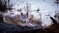 American gray wolf lying near a pond with its front legs crossed, one morning of frost. Royalty Free Stock Photo