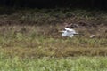 Great Egret fishing flying over grassy marshland Royalty Free Stock Photo