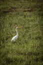 Great Egret fishing in shallows