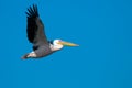 American Great White Pelican