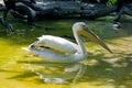 American Great White Pelican