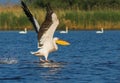 American Great White Pelican taking off Royalty Free Stock Photo