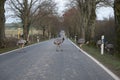 American greater rheas or nandu Rhea americana cross a country road in front of a driving car in Mecklenburg-Western Pomerania, Royalty Free Stock Photo