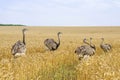 American greater rheas