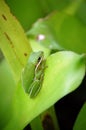 American Green Tree Frog with copy space