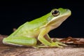 American green tree frog