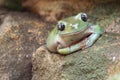 American green tree frog Royalty Free Stock Photo