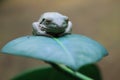 American green tree frog Royalty Free Stock Photo