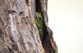 Tree Frog hiding in tree bark at Dyar Pasture Wildlife Preserve, Georgia Royalty Free Stock Photo