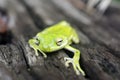 American Green Tree Frog, Hyla cinerea Royalty Free Stock Photo