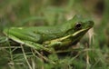 American Green Tree Frog Hyla cinerea in East Texas Royalty Free Stock Photo