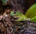 American Green Tree Frog, Hyla Cinerea, perched on a branch, against a soft green background Royalty Free Stock Photo