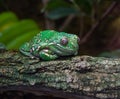 American Green Tree Frog, Hyla Cinerea, perched on a branch, against a soft green background Royalty Free Stock Photo